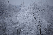 Žiemos vaizdai